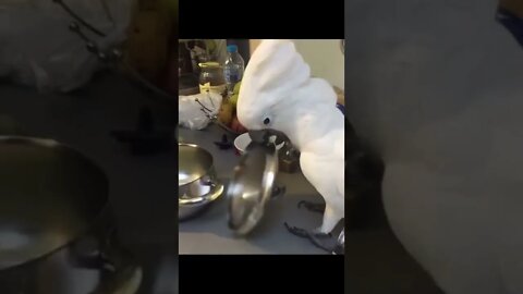 #shorts Смешные животные из Тик Ток 144 Funny animals from Tik Tok