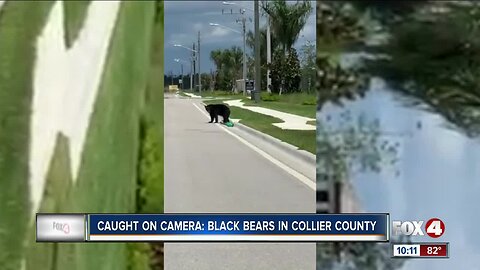 Two black bears spotted off Collier Boulevard in Naples