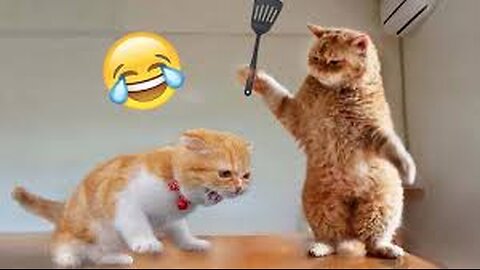 🐱✨ Adorable and Hilarious Kittens You Can't Miss! 😹❤️