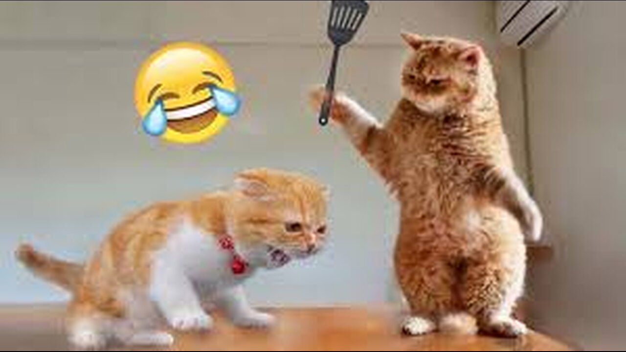 🐱✨ Adorable and Hilarious Kittens You Can't Miss! 😹❤️