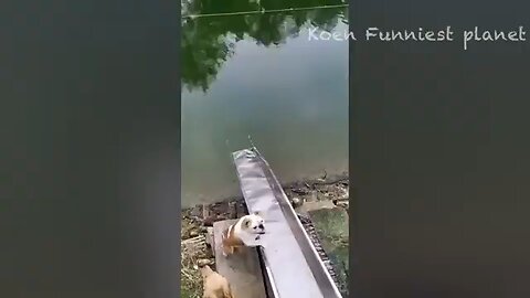 Funny video of cats and dogs.🤣🤣🤣🤣