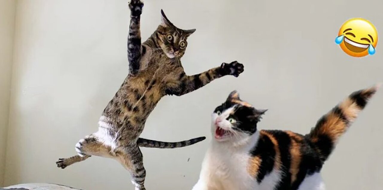 Funny animals - Funny cats _ dogs - Funny animal videos 2024