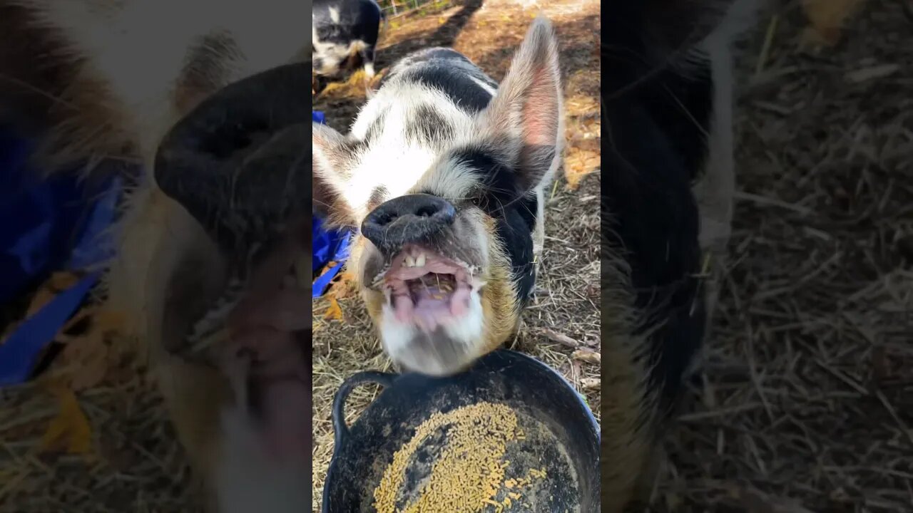 HAVING A FARM? #farmlife #farmanimals #homestead #asmr #foryou #pigs #kunekune #farmwork