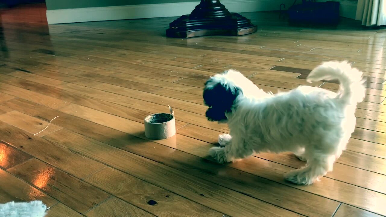 Cutest puppy ever delightfully plays with roll of tape