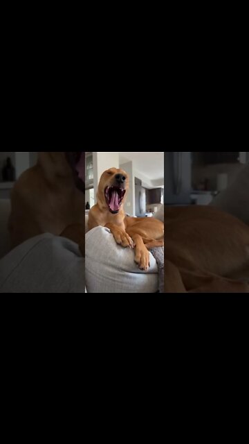 Sing it to other doggos! 🐶🐾