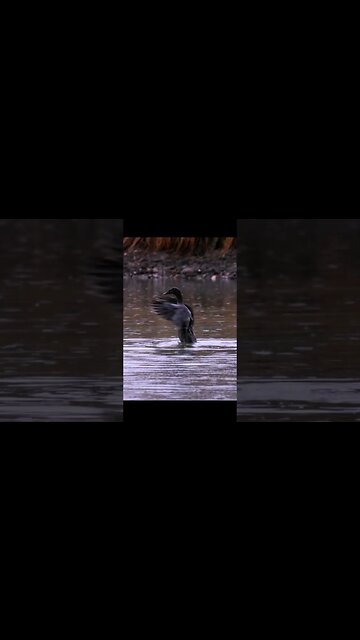 Slow Motion Duck Flapping in the Rain