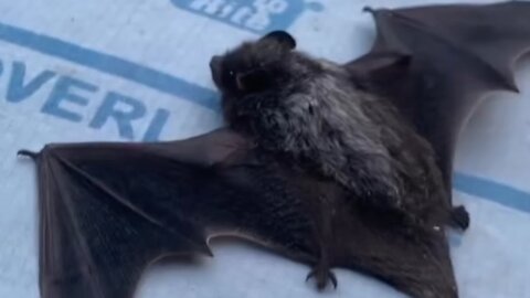 🦇Bat Uses Ultrasonic Waves To Shake Camera!