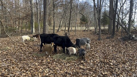 #cattle #goats #farm #homestead Chamberlin Family Farms “Naturally Good”