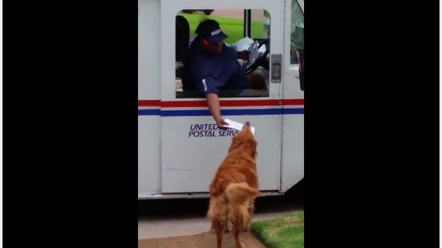 Golden Retriever Waits For Mail Truck To Deliver Mail