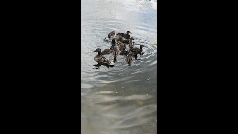 Mamma and her ducklings