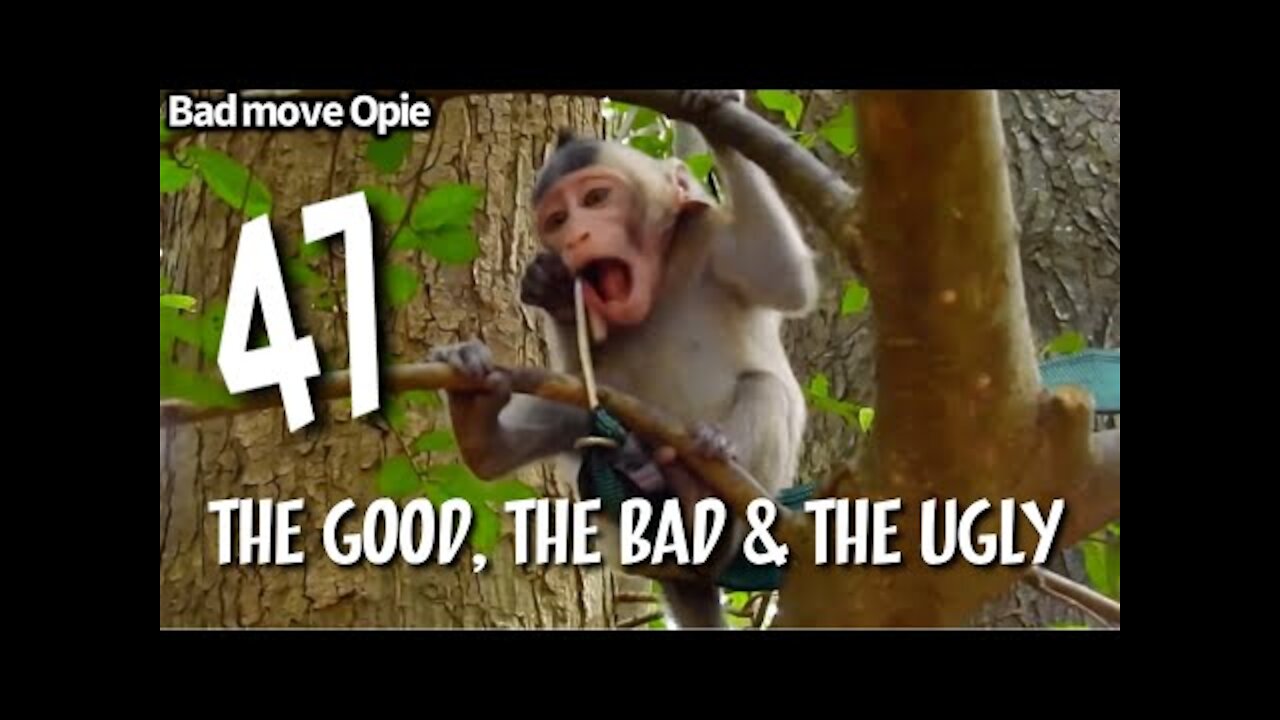 The Good, The Bad & The Ugly 47 Monkey compilation things they do, tantrum, beating, kidnap, annoy21