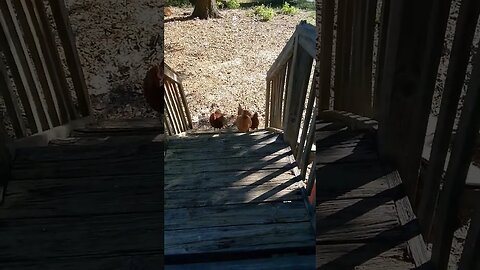 Redneck Cats...