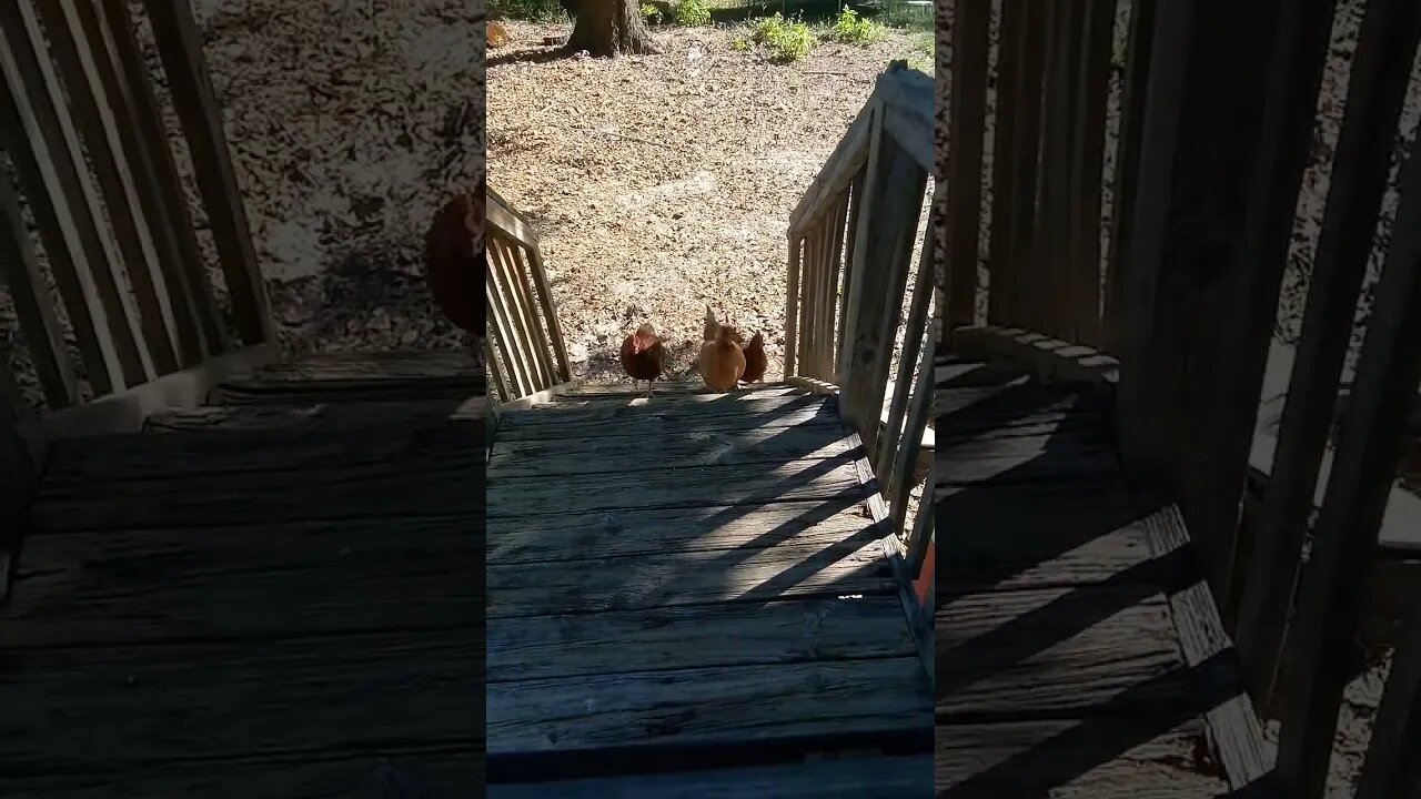 Redneck Cats...