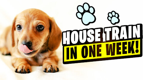 House Train in One Week!