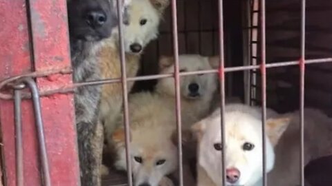 On this farm, dogs were cooked as food