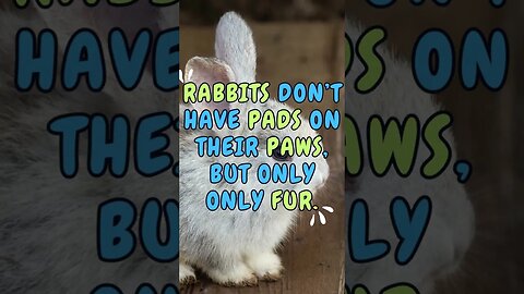🐇🐰Discover Fascinating Animal Facts👀 #shorts #shortsfact #animalfacts #rabbit