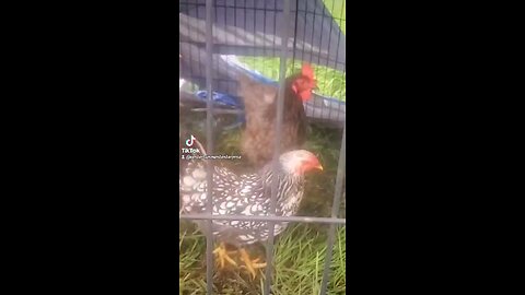 Rude Chickens
