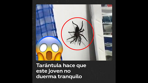 Video de una enorme tarántula gana millones de visualizaciones en TikTok