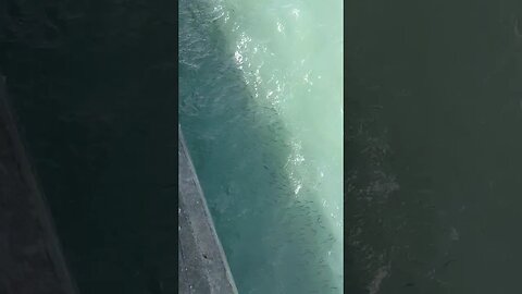 Lautan ikan di Pantai Laut Rembang