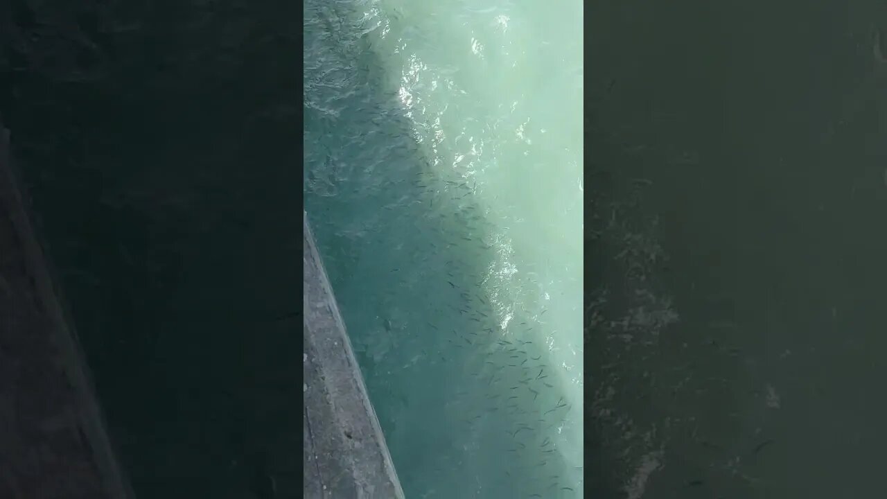 Lautan ikan di Pantai Laut Rembang