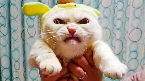 Best Funny Animals Videos - Cute Cats😹 and Crazy Dogs🐶 Videos 2022 Compilation! #3