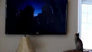 Kitten absolutely fascinated by 'Jungle Book' movie