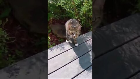 A Wild Cat Appears and Meows for the Camera #shorts