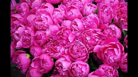 Conheça o ritual das flores rolantes,o gul-galtan,no Irã