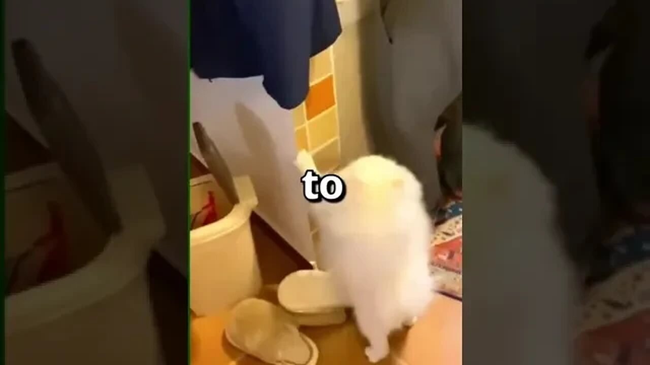 DO YOU FEEL bad for this DOG 😱 Wholesome Moments
