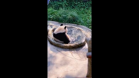 panda love a good bath