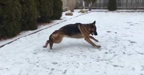 Pastore tedesco gioca e si diverte sulla neve