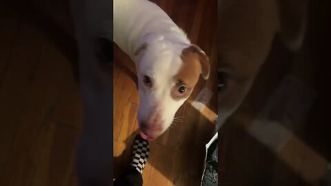 Name This Dog