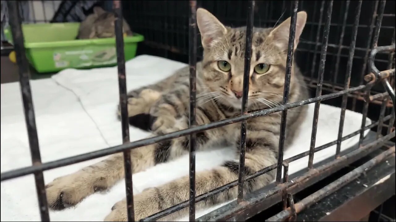 Cats at PetValu Vansickle