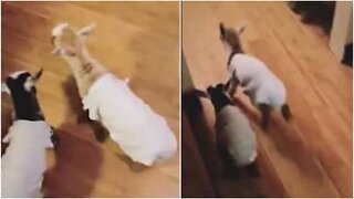 귀염둥이 아기 염소들은 절친 사이