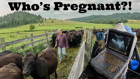 Preg Checking Cattle With Ultrasound!