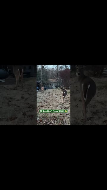 Oh Deer: I Can’t Escape Wildlife 😂 #Shorts