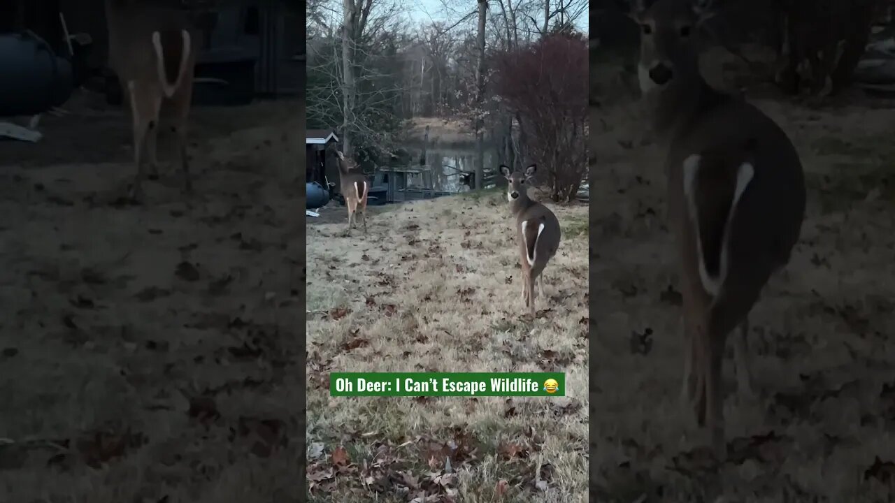 Oh Deer: I Can’t Escape Wildlife 😂 #Shorts