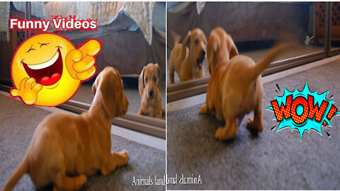 doge fun video 2021 4k video Cute Dog REACTION in Front of MIRROR