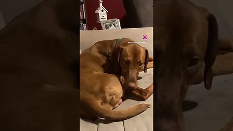 LAZY Pup Loves Snuggles