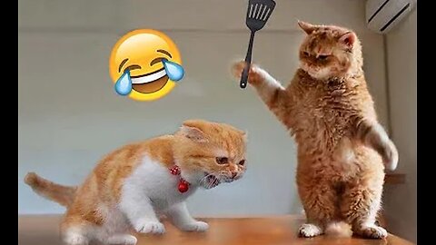 Best Funny Animal Videos of the year (2023), funniest animals ever. relax with cute animals video