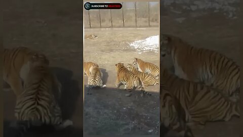tiger attack on goat
