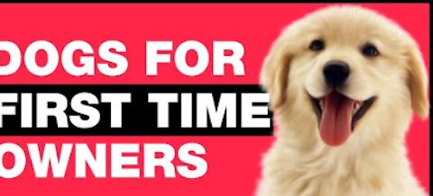 10 best dogs for first owners to have