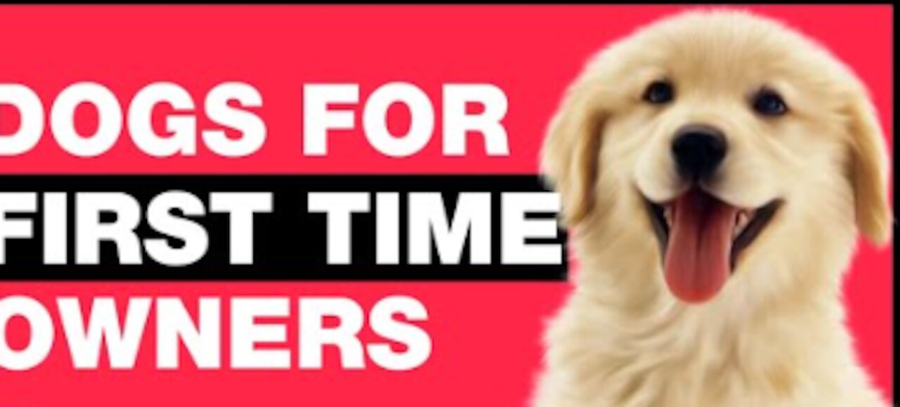 10 best dogs for first owners to have