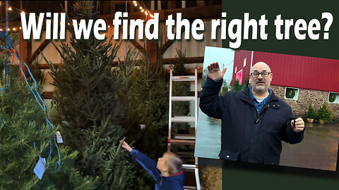 Choosing a Christmas Tree - 2023