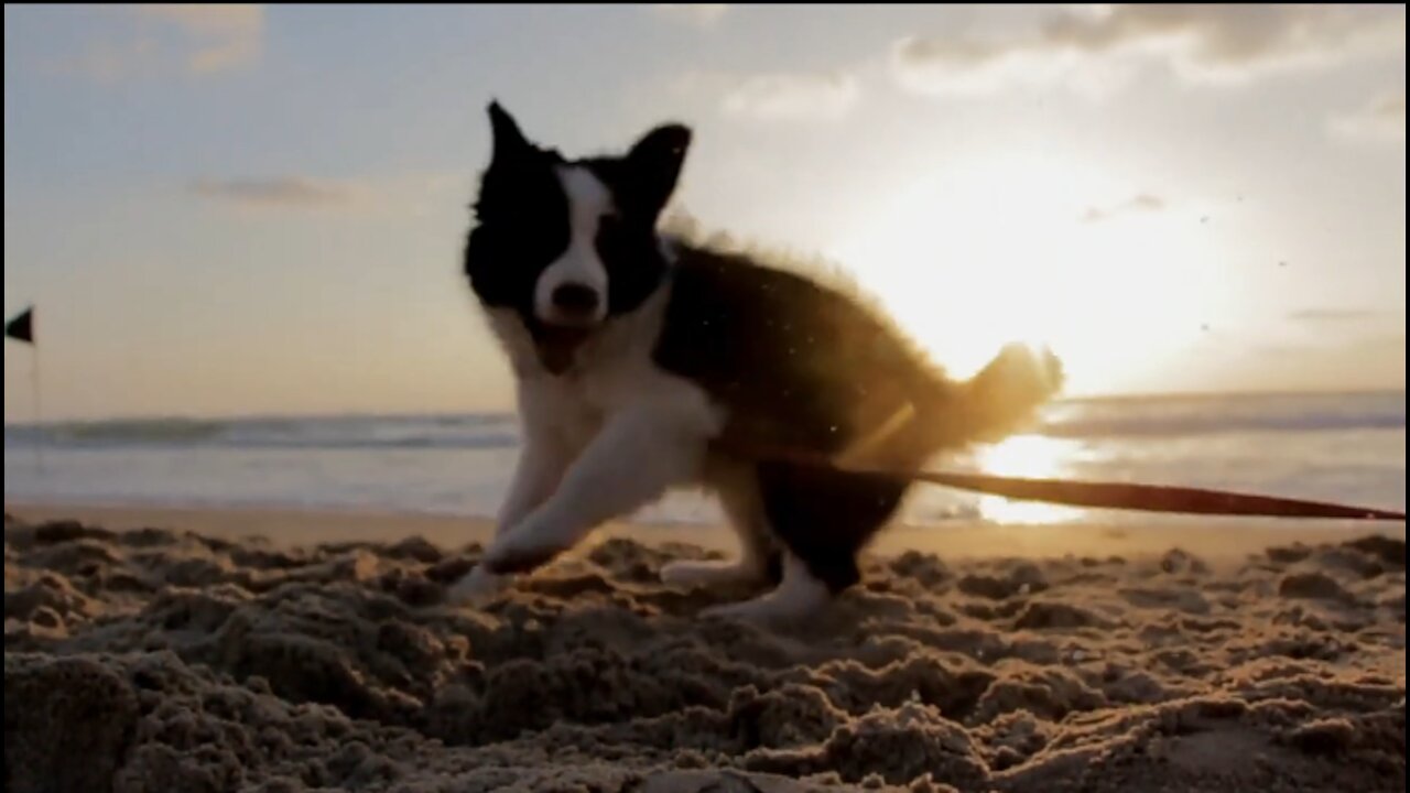 Good morning with cute puppies on beach