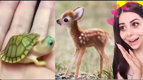 CUTE BABY Animal Moment Video Competition .