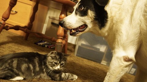 Dog steals Nose Kiss from Suspiciously Positioned Cat