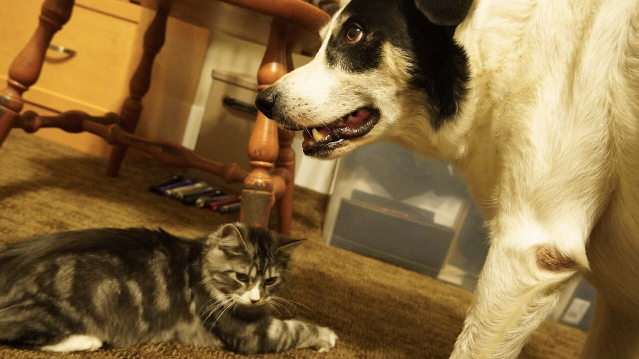 Dog steals Nose Kiss from Suspiciously Positioned Cat