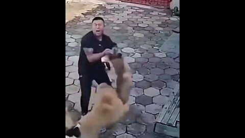 Golden Retriever fights to protect its owner from other dog