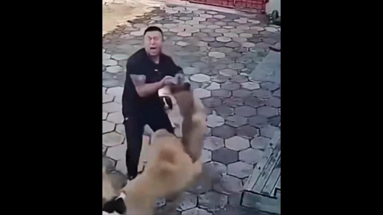 Golden Retriever fights to protect its owner from other dog